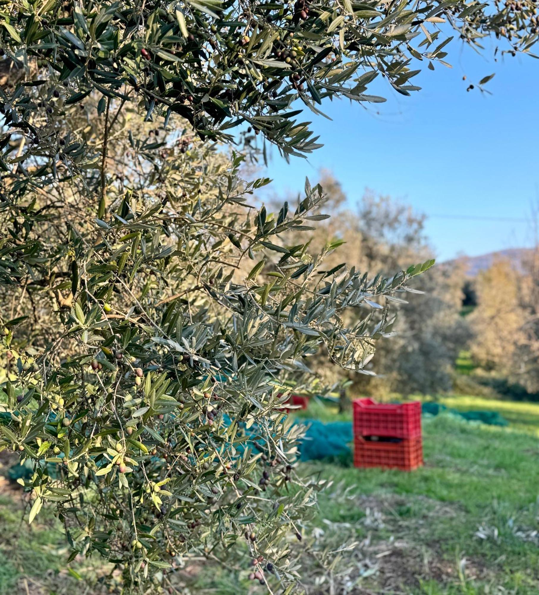 Podere Il Casone Serravalle Pistoiese Luaran gambar